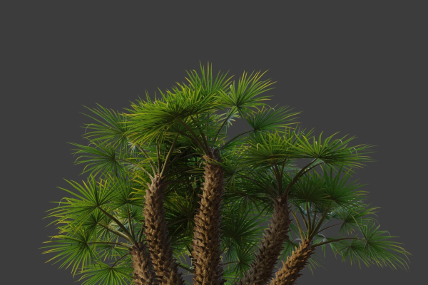 XfrogPlants European Fan Palm - Chamaerops Humilis