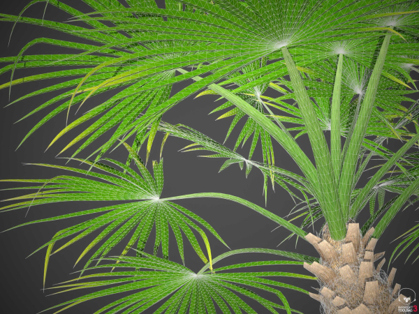 XfrogPlants European Fan Palm - Chamaerops Humilis
