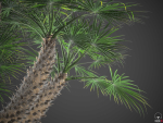 XfrogPlants European Fan Palm - Chamaerops Humilis