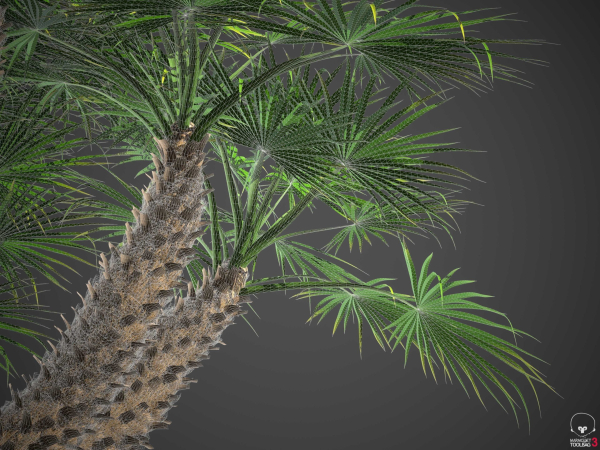 XfrogPlants European Fan Palm - Chamaerops Humilis