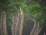 XfrogPlants European Fan Palm - Chamaerops Humilis