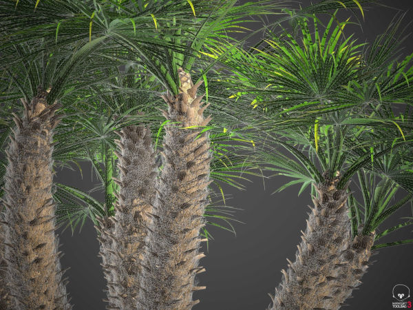 XfrogPlants European Fan Palm - Chamaerops Humilis