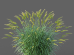XfrogPlants Fountain Grass - Pennisetum Setaceum
