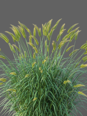 xfrogplants-fountain-grass-pennisetum-setaceum-3d-model-max-obj-fbx-blend-GrowFX