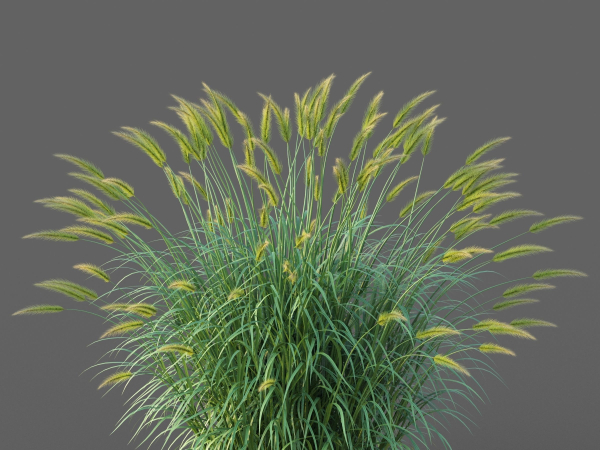 XfrogPlants Fountain Grass - Pennisetum Setaceum