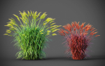 XfrogPlants Fountain Grass - Pennisetum Setaceum