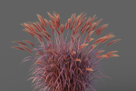 XfrogPlants Fountain Grass - Pennisetum Setaceum