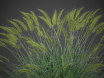 XfrogPlants Fountain Grass - Pennisetum Setaceum