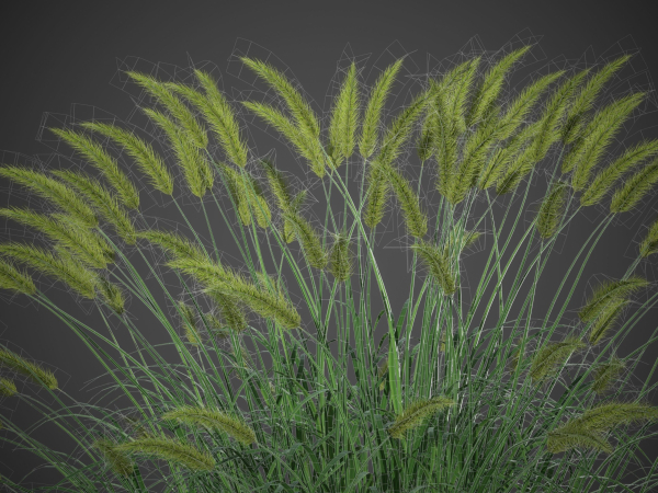 XfrogPlants Fountain Grass - Pennisetum Setaceum