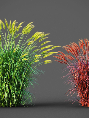 XfrogPlants Fountain Grass - Pennisetum Setaceum