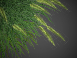 XfrogPlants Fountain Grass - Pennisetum Setaceum