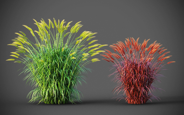XfrogPlants Fountain Grass - Pennisetum Setaceum