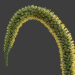 XfrogPlants Foxtail Agave - Agave Attenuata