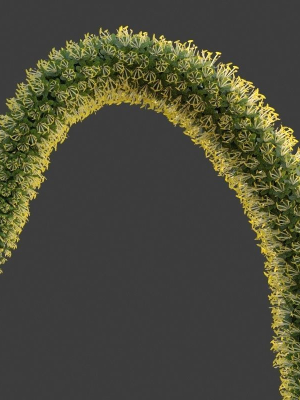 xfrogplants-foxtail-agave-agave-attenuata-3d-model-animated-max-obj-fbx-blend-GrowFX