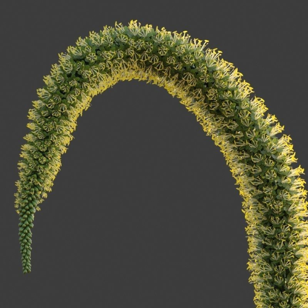 XfrogPlants Foxtail Agave - Agave Attenuata