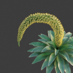 XfrogPlants Foxtail Agave - Agave Attenuata
