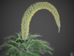 XfrogPlants Foxtail Agave - Agave Attenuata