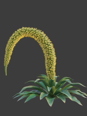 XfrogPlants Foxtail Agave - Agave Attenuata
