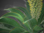 XfrogPlants Foxtail Agave - Agave Attenuata