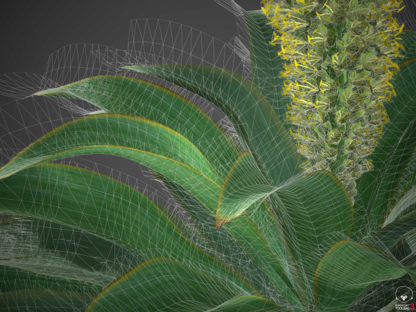 XfrogPlants Foxtail Agave - Agave Attenuata