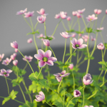 XfrogPlants Garden Flowers Pack 1