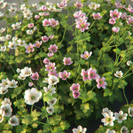 XfrogPlants Garden Flowers Pack 1