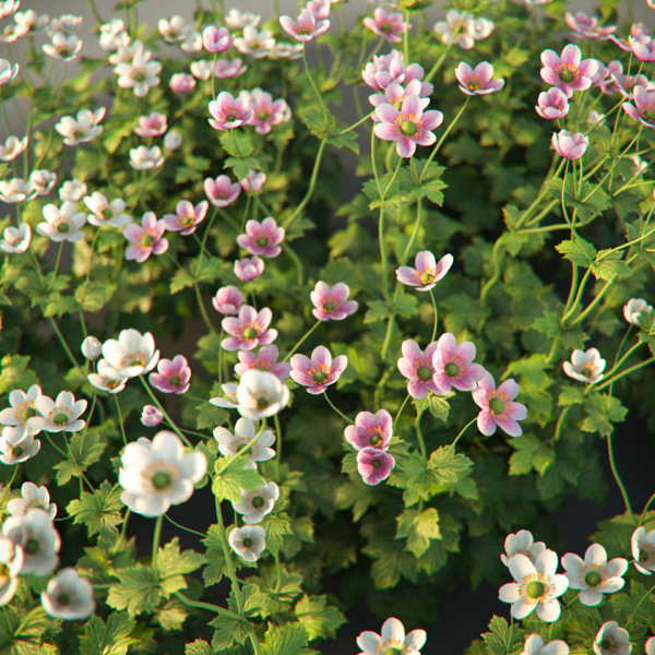 XfrogPlants Garden Flowers Pack 1