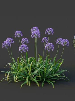 XfrogPlants Garden Flowers Pack 1