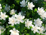 XfrogPlants Gardenia - Gardenia Jasminoides