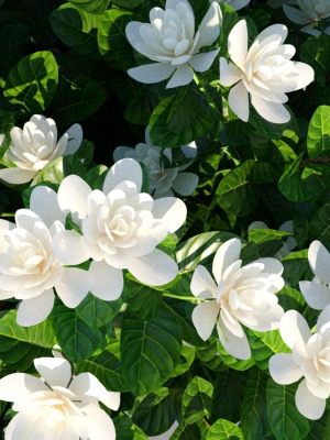 xfrogplants-gardenia-gardenia-jasminoides-3d-model-animated-max-obj-fbx-blend-GrowFX