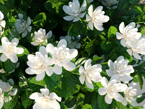 XfrogPlants Gardenia - Gardenia Jasminoides