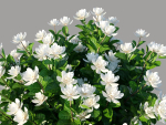 XfrogPlants Gardenia - Gardenia Jasminoides