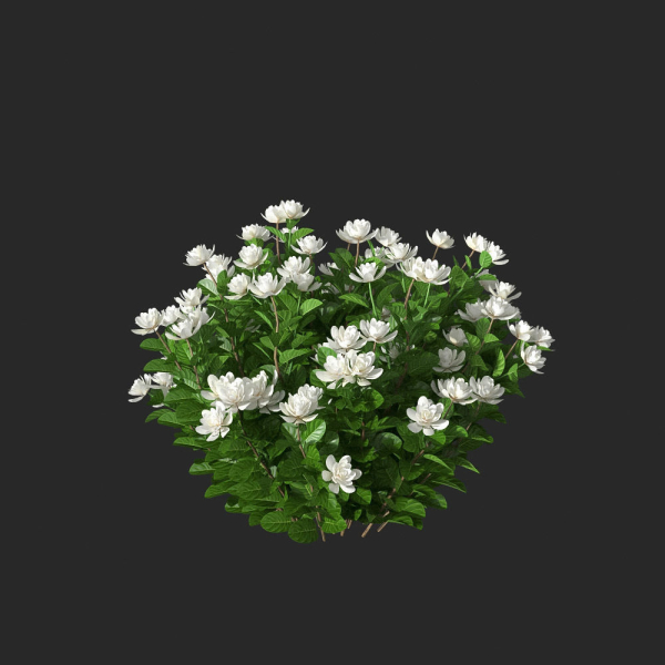 XfrogPlants Gardenia - Gardenia Jasminoides