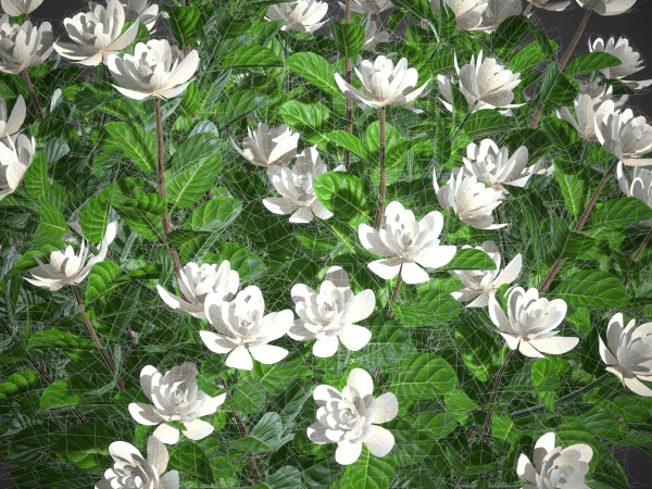 XfrogPlants Gardenia - Gardenia Jasminoides