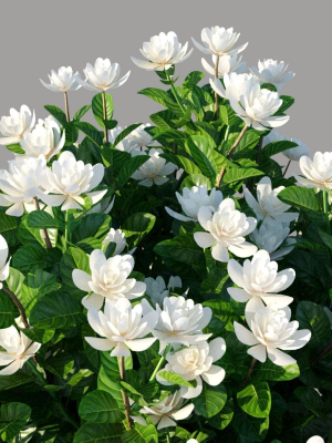 XfrogPlants Gardenia - Gardenia Jasminoides