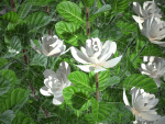 XfrogPlants Gardenia - Gardenia Jasminoides