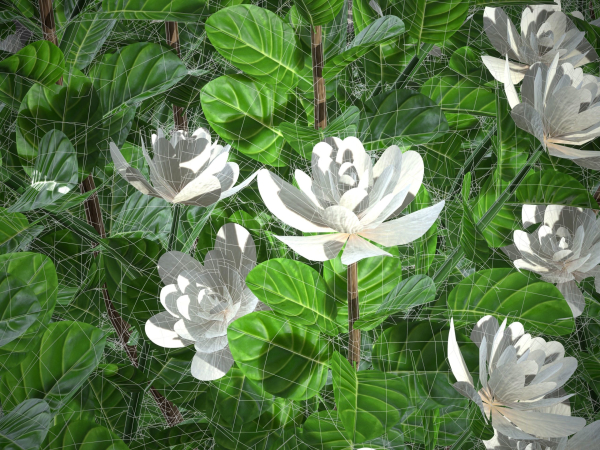 XfrogPlants Gardenia - Gardenia Jasminoides