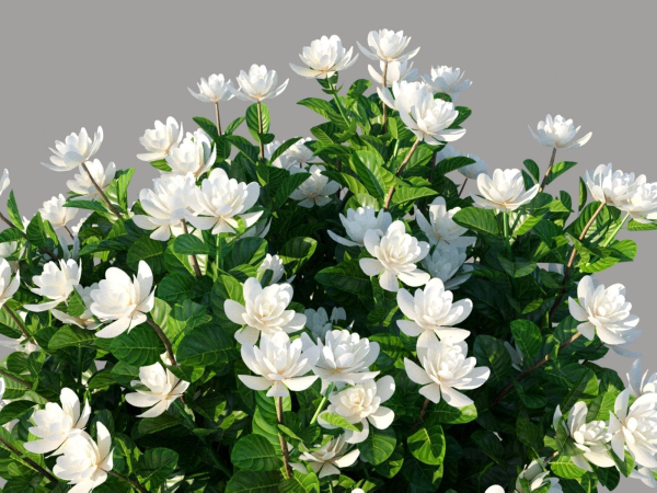XfrogPlants Gardenia - Gardenia Jasminoides