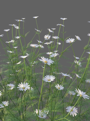 xfrogplants-german-chamomille-matricaria-chamomille-3d-model-max-obj-fbx-blend-GrowFX