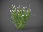 XfrogPlants German Chamomille - Matricaria Chamomille