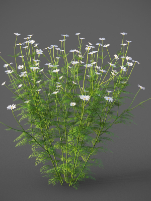 XfrogPlants German Chamomille - Matricaria Chamomille