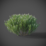 XfrogPlants Hebe Pinguifolia