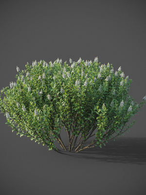 xfrogplants-hebe-pinguifolia-3d-model-max-obj-fbx-blend-GrowFX