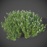 XfrogPlants Hebe Pinguifolia