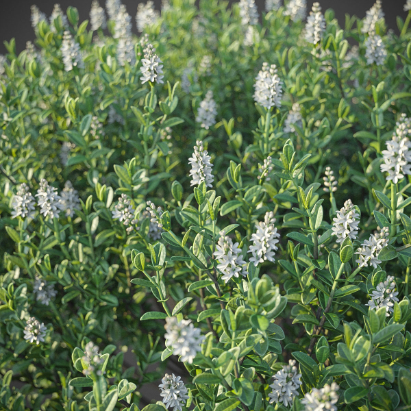 XfrogPlants Hebe Pinguifolia