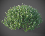 XfrogPlants Hebe Pinguifolia