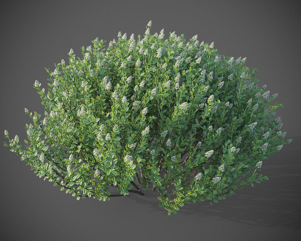XfrogPlants Hebe Pinguifolia