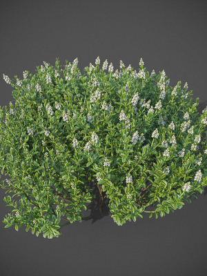 XfrogPlants Hebe Pinguifolia