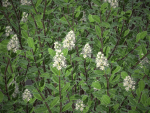 XfrogPlants Hebe Pinguifolia