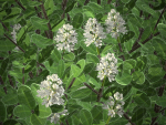 XfrogPlants Hebe Pinguifolia